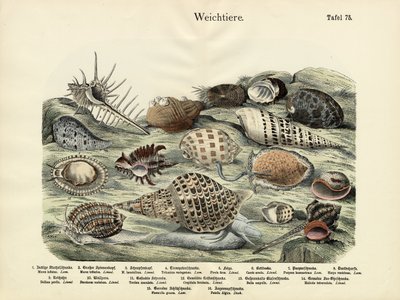 Weichtiere, um 1860 von German School